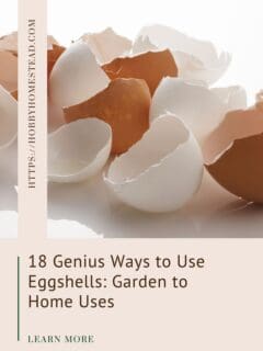 18 Genius Ways to Use Eggshells Garden to Home Uses