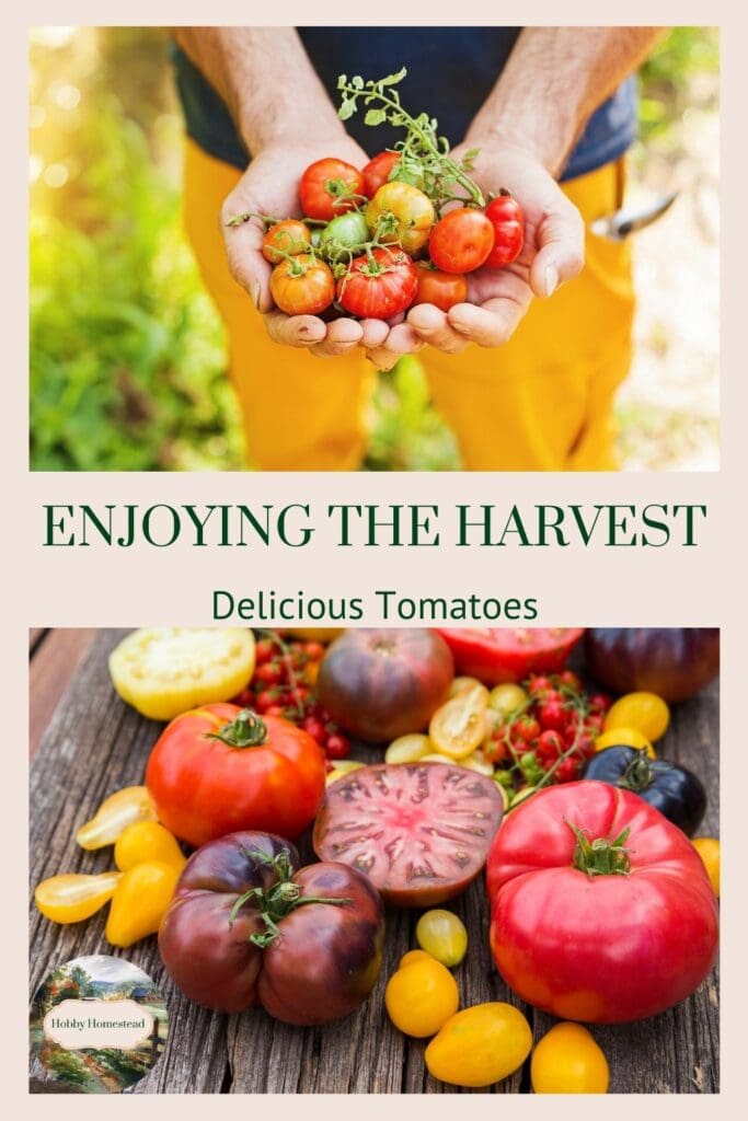 Enjoying the Harvest Delicious Tomatoes