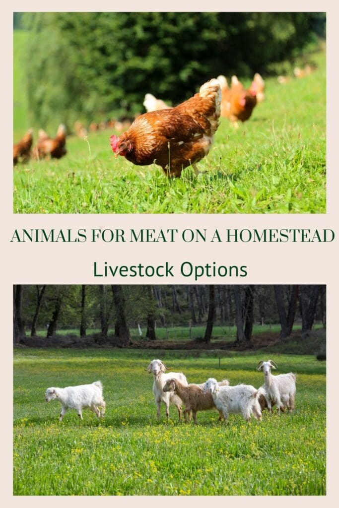 Animals for Meat on a Homestead Livestock Options