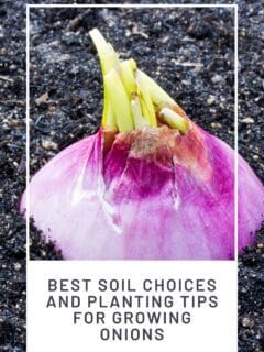 Best Soil Choices and Planting Tips for Growing Onions