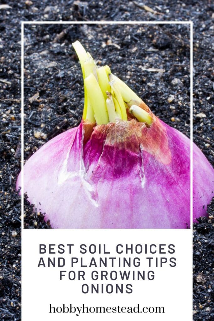 Best Soil Choices and Planting Tips for Growing Onions