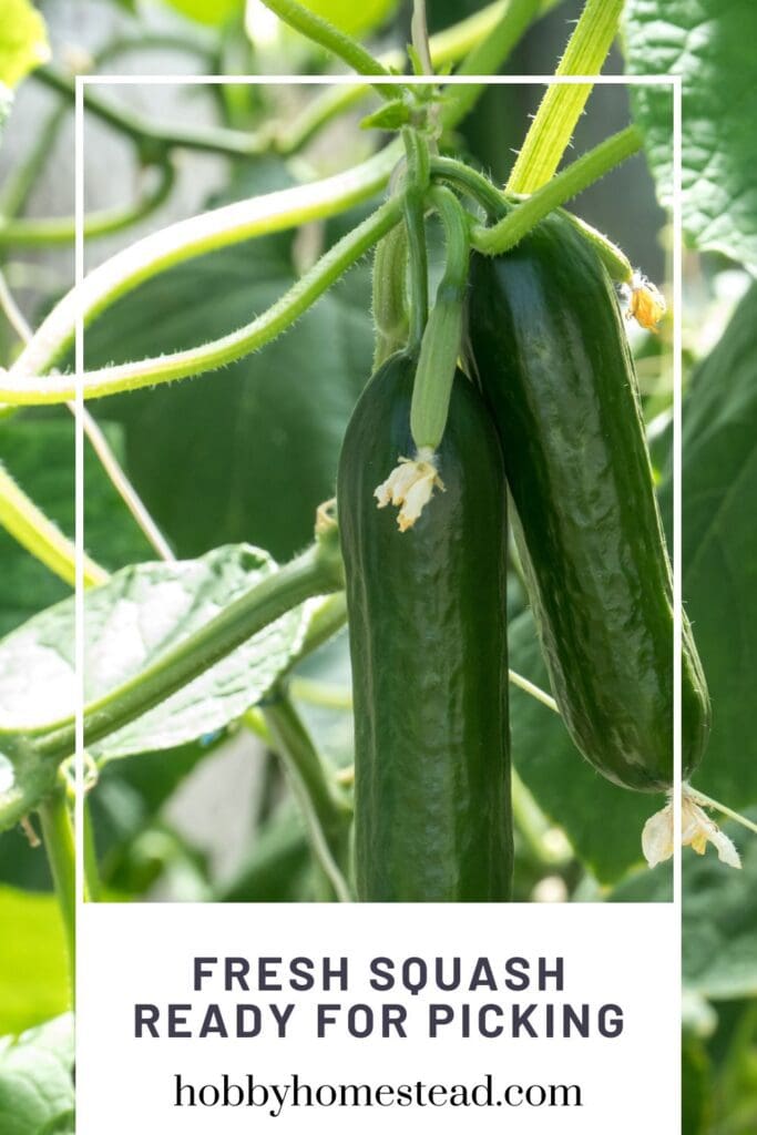 Fresh Squash Ready for Picking