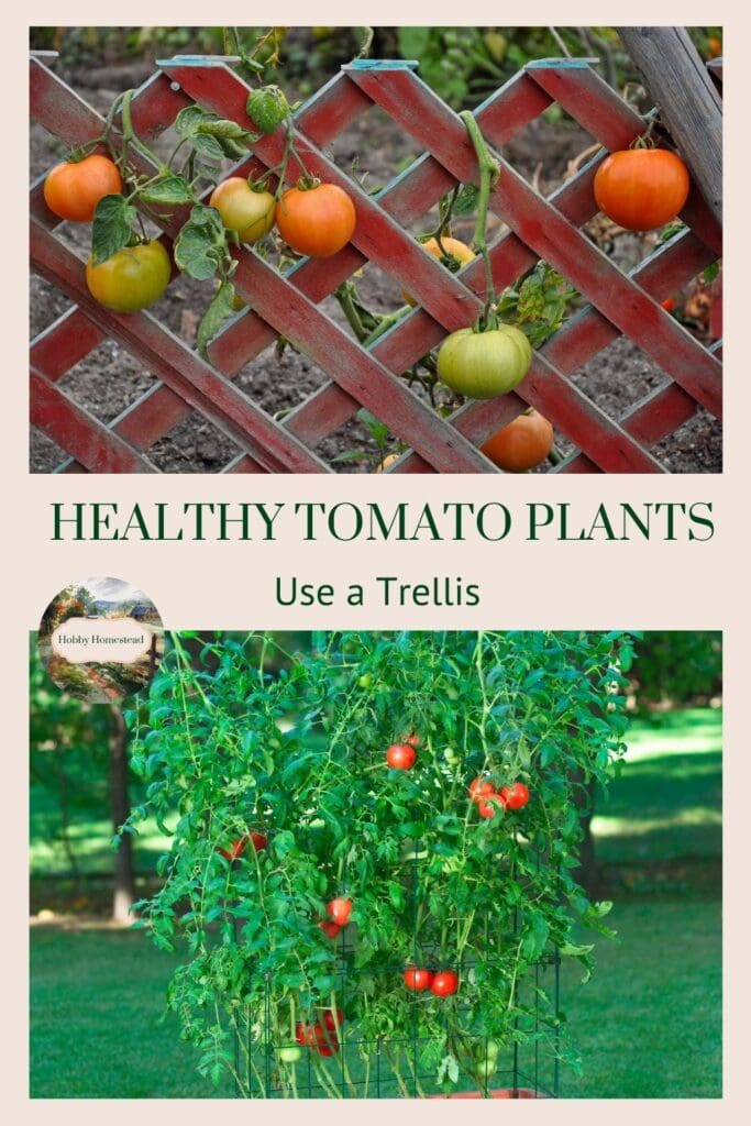 Healthy Tomato Plants