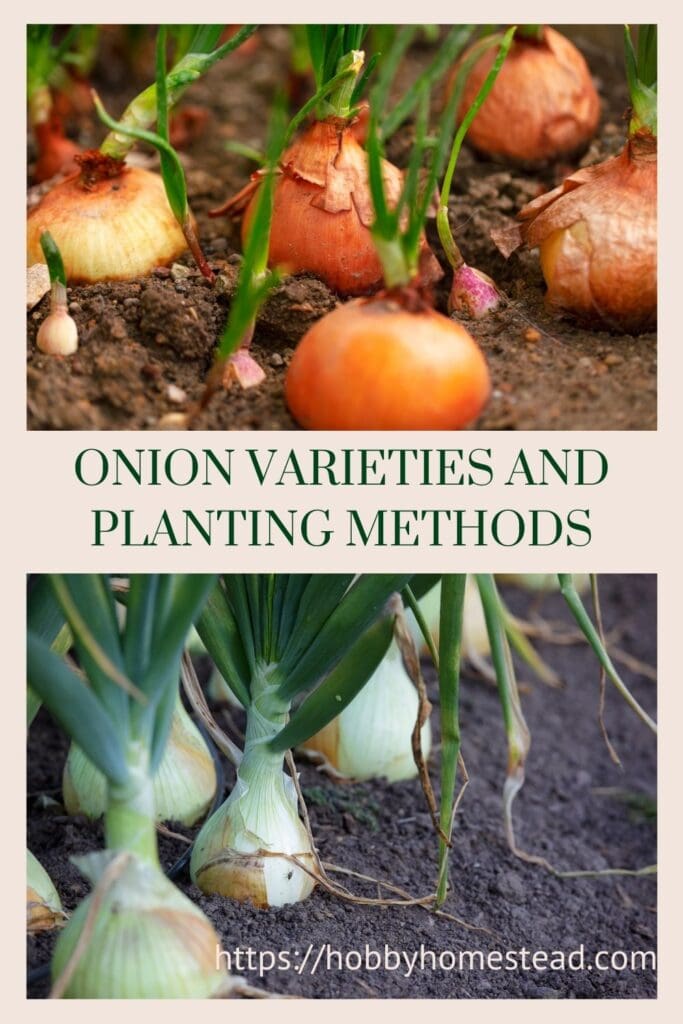 Onion Varieties and Planting Methods