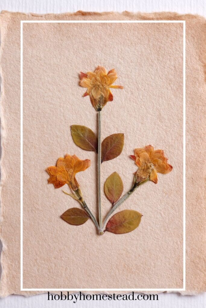 Pressed flowers on homemade paper