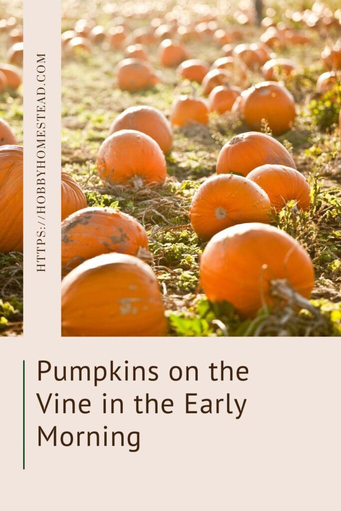 Pumpkins on the Vine in the Early Morning