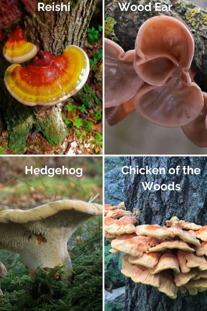 Reishi, Wood Ear, Hedgehog, Chicken of the Woods