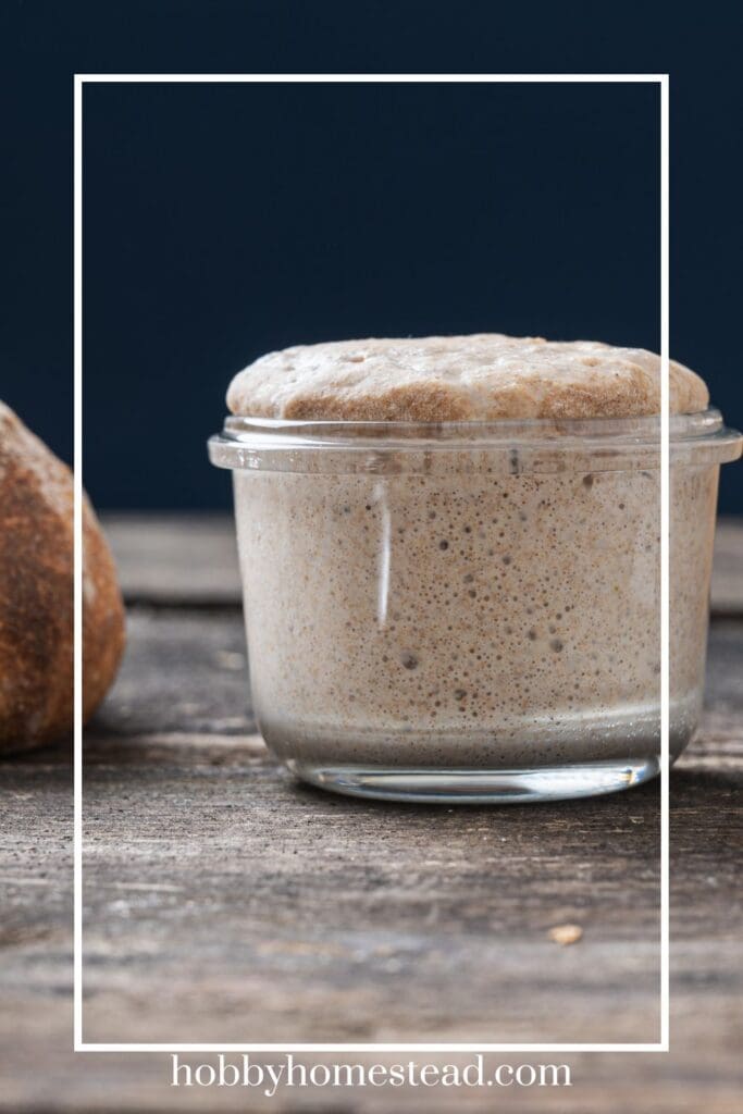 Sourdough Ready for Bread Making