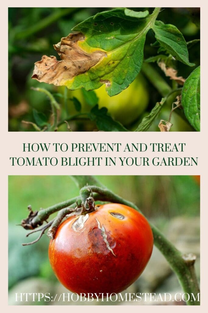 Treat Tomato Blight in Your Garden