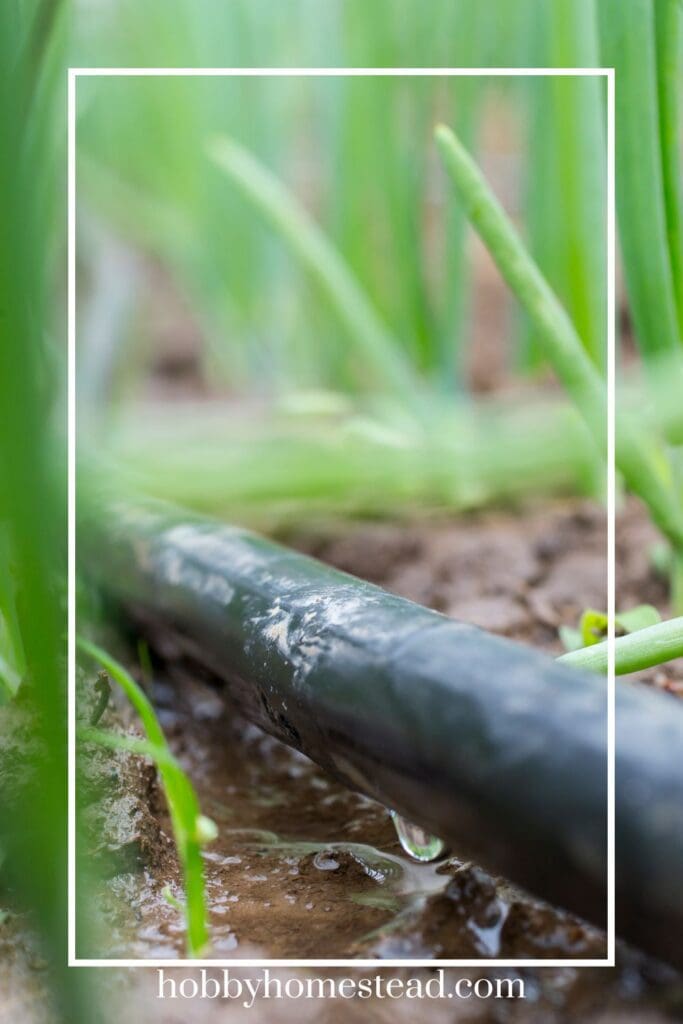 Using Drip Irrigation with Onions