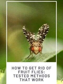 How to Get Rid of Fruit Flies Tested Methods that Work