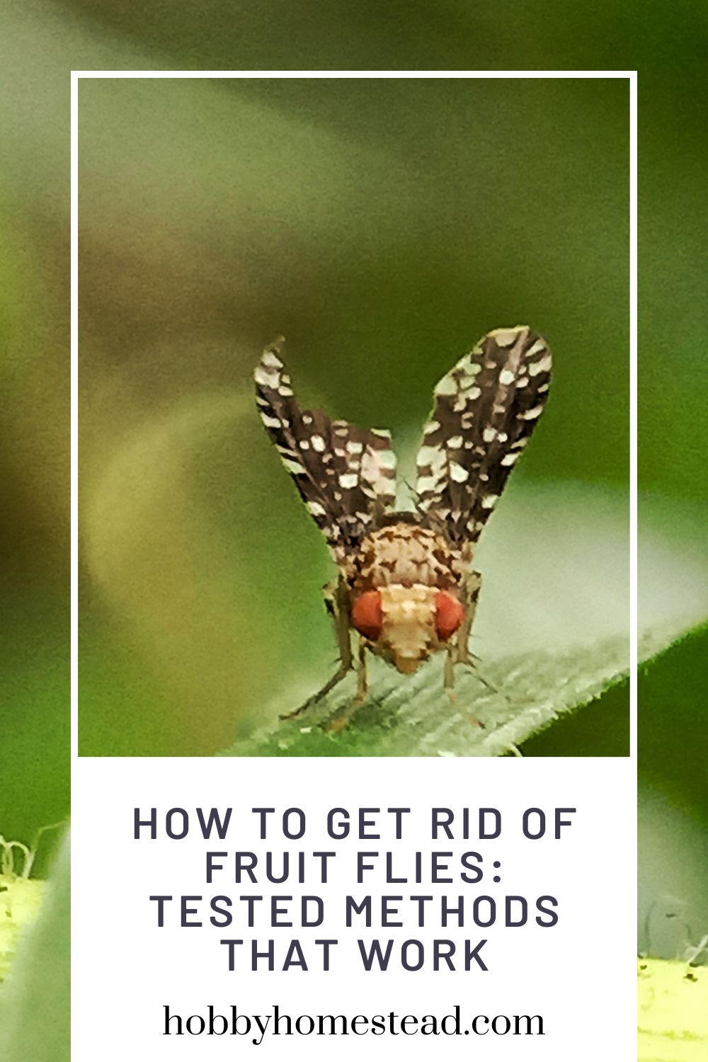 How to Get Rid of Fruit Flies: Tested Methods that Work - Hobby Homestead