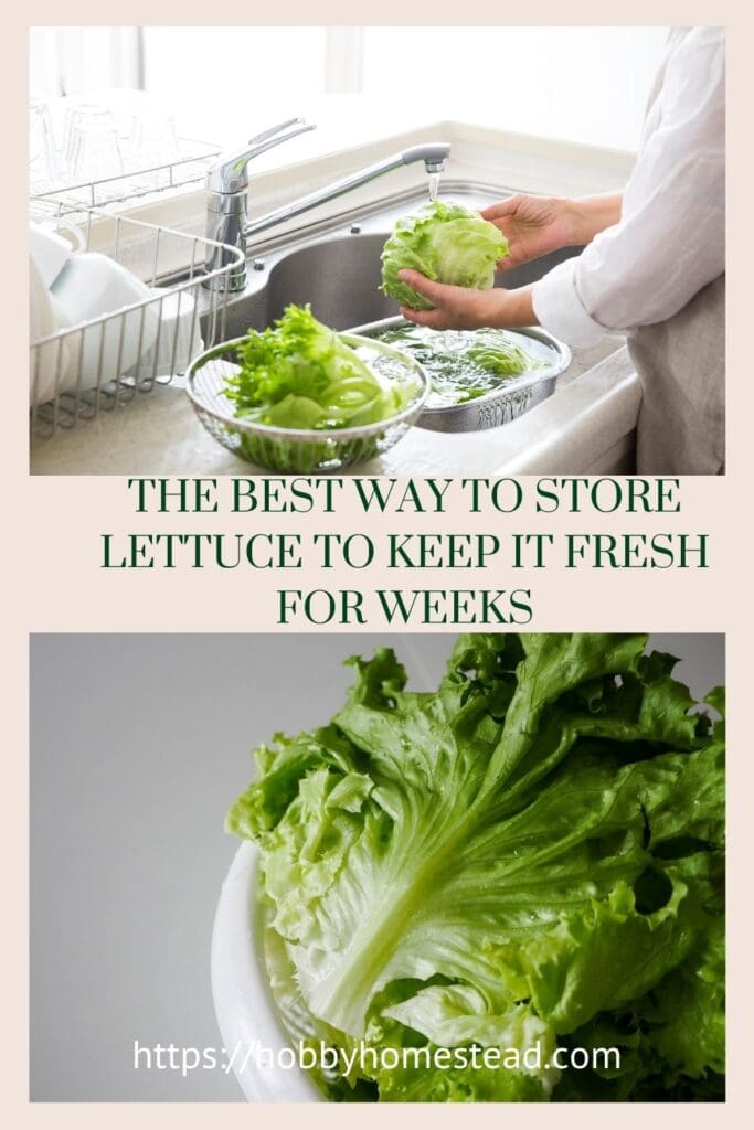 The Best Way to Store Lettuce to Keep it Fresh for Weeks