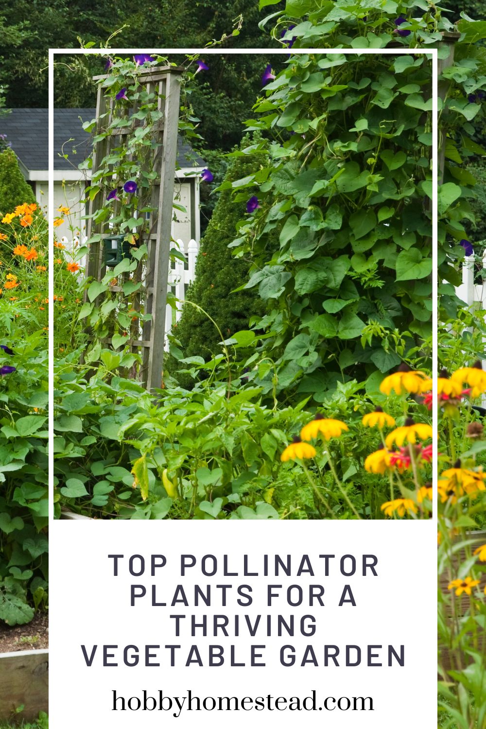 Top Pollinator Plants for a Thriving Vegetable Garden - Hobby Homestead