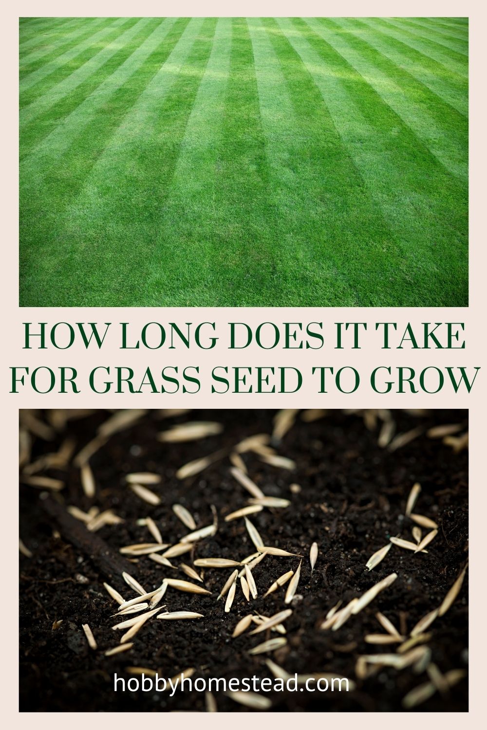 How Long Does it Take for Grass Seed to Grow - Hobby Homestead