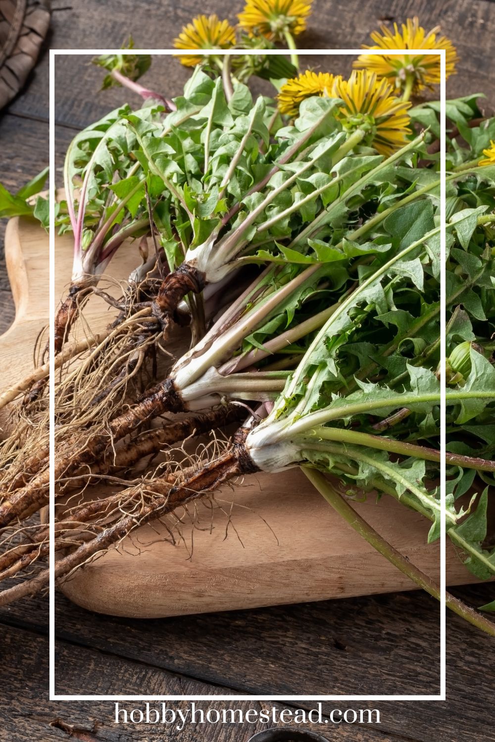 How to Make Dandelion Tea Step-by-Step: A Sip of Sunshine - Hobby Homestead