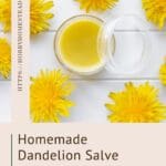 Homemade Dandelion Salve for Skin, Muscles & More
