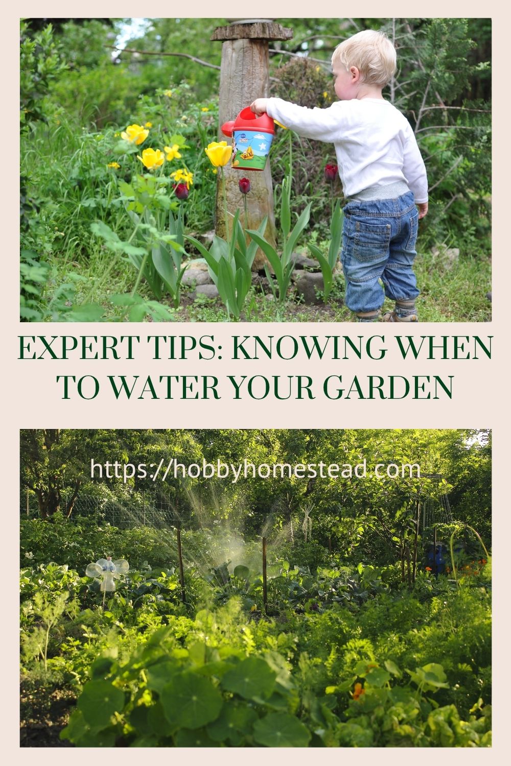 Expert Tips: Knowing When to Water Your Garden - Hobby Homestead