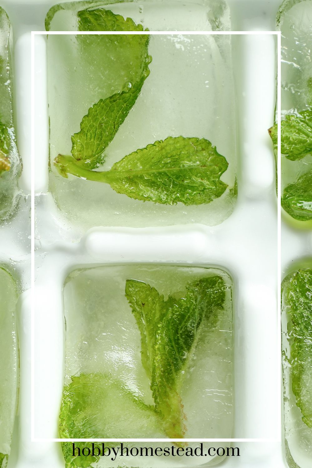 Expert Tips on How to Store Fresh Mint Leaves - Hobby Homestead